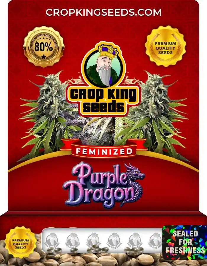 Purple Dragon Feminized Seeds