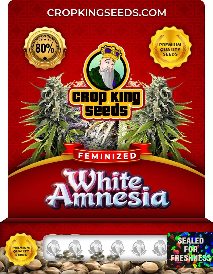 White Amnesia Strain Feminized Marijuana Seeds