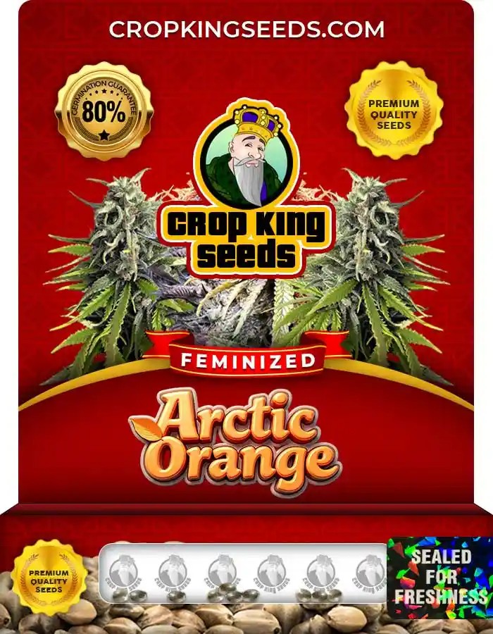 Arctic Orange Strain Feminized Seeds