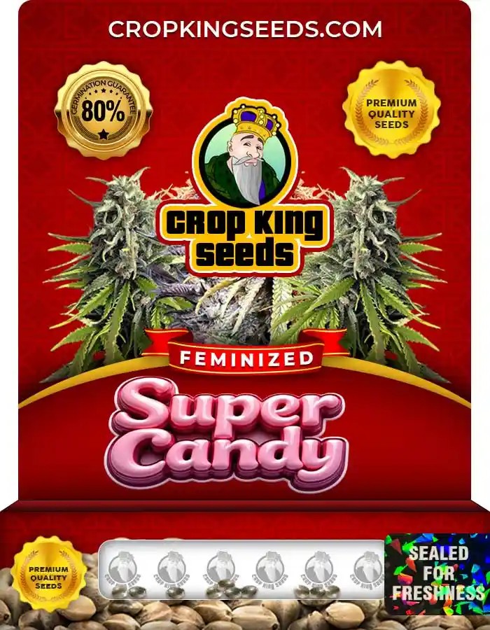 Super Candy Strain Feminized Marijuana Seeds