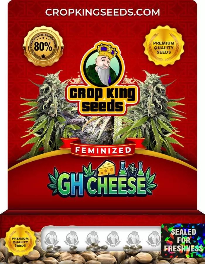 GH Cheese Feminized Seeds