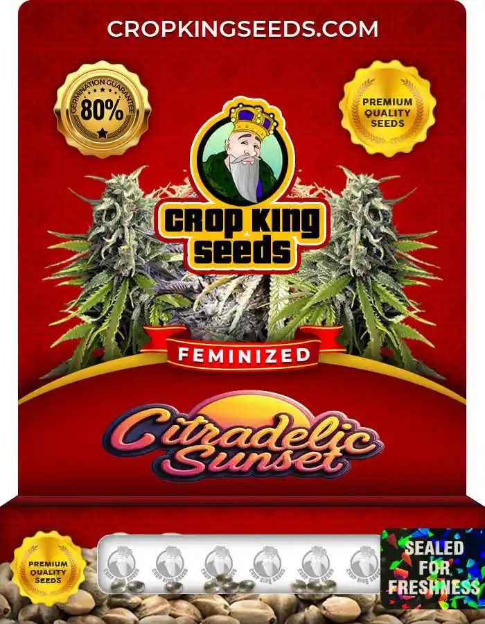 Citradelic Sunset Feminized Seeds