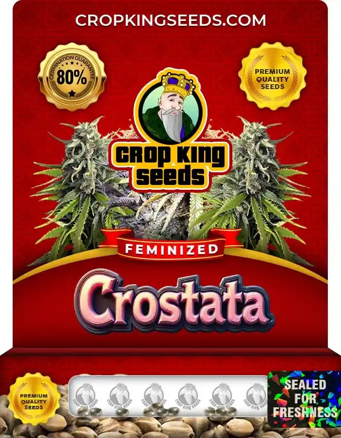 Crostata Strain Feminized Marijuana Seeds