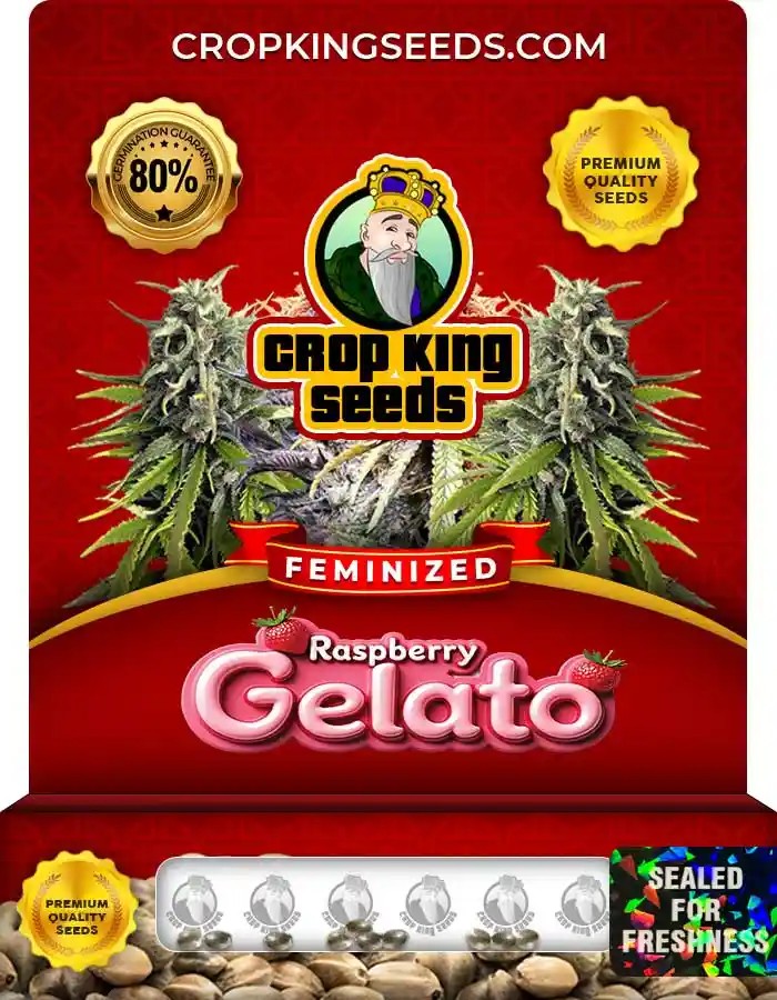 Raspberry Gelato Strain Feminized Marijuana Seeds