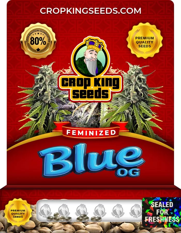 Blue OG Feminized Marijuana Seeds