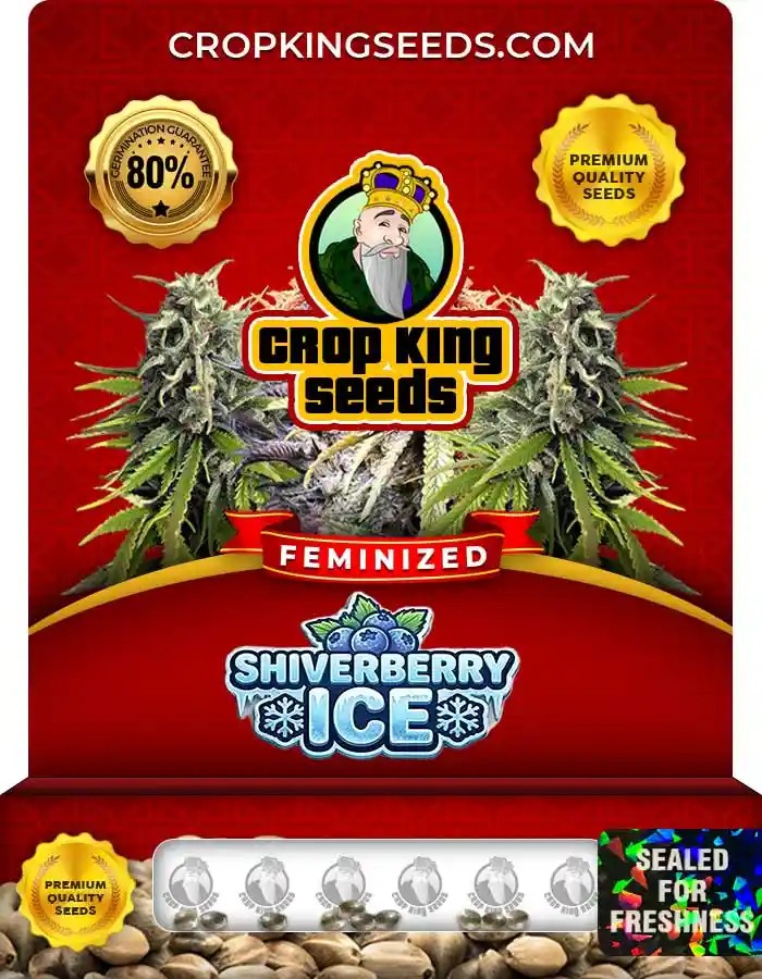 Shiverberry Ice Strain Feminized Seeds