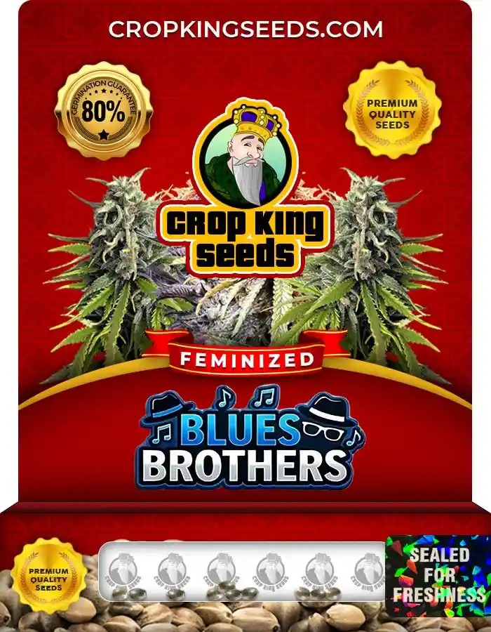 Blues Brothers Strain Feminized Marijuana Seeds