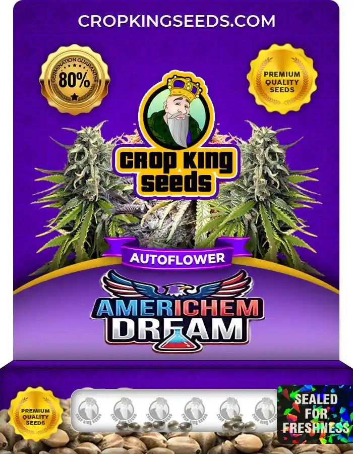 Americhem Dream Autoflower Seeds