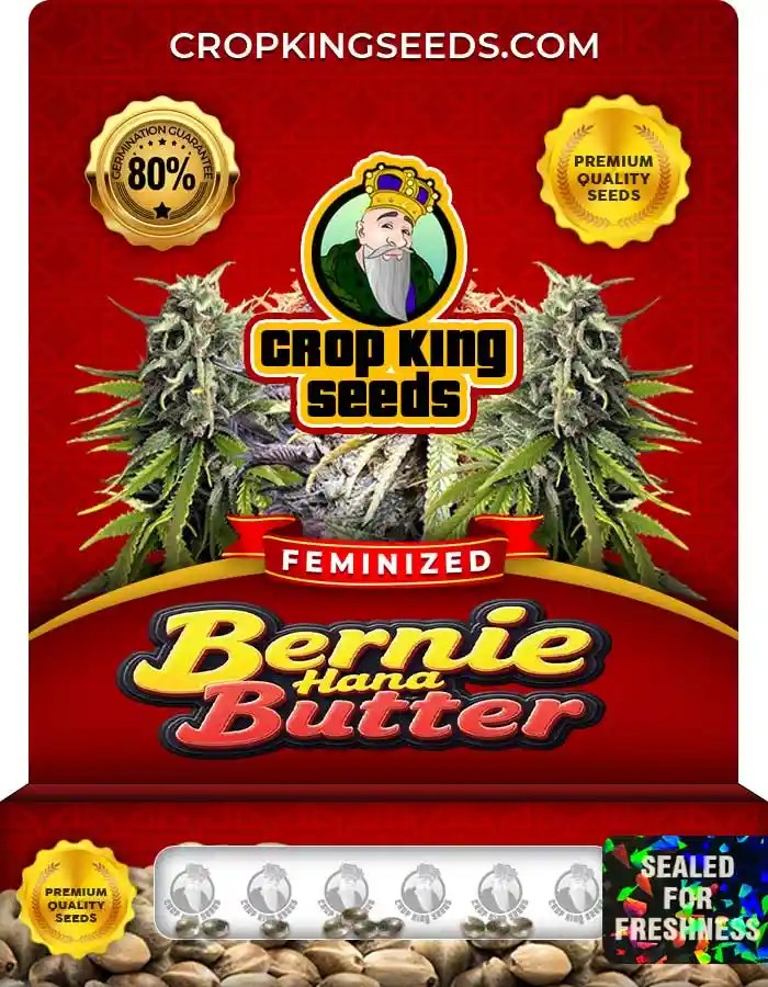 Bernie Hana Butter Strain Feminized Marijuana Seeds