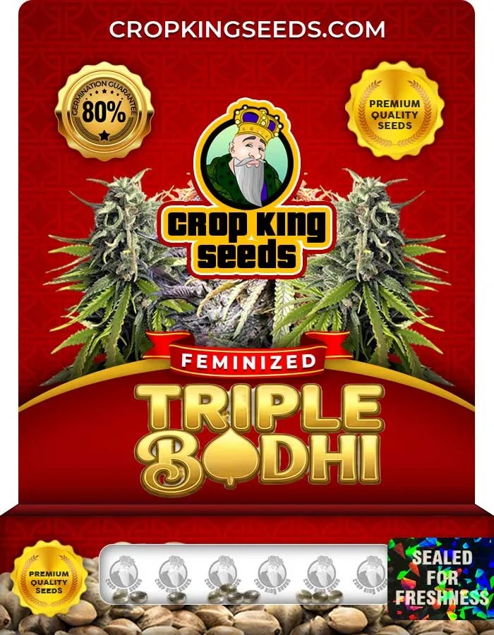 Triple Bodhi Strain Feminized Seeds