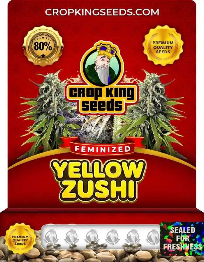 Yellow Zushi Strain Feminized Marijuana Seeds