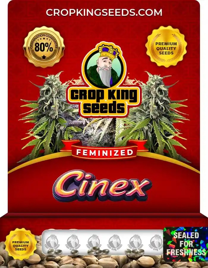 Cinex Feminized Seeds