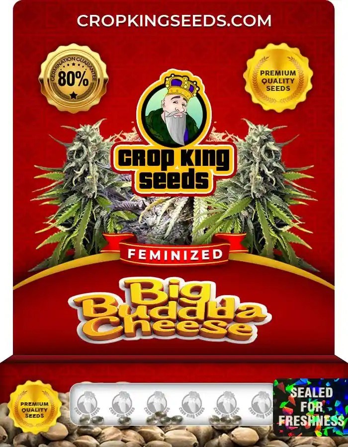 Big Buddha Cheese Feminized Seeds
