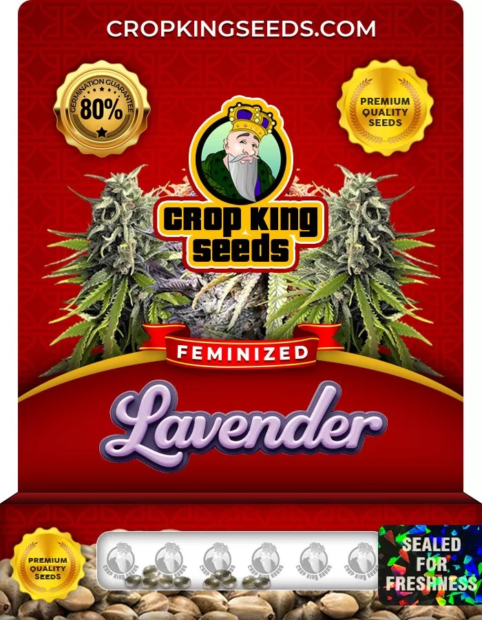 Lavender Feminized Marijuana Seeds