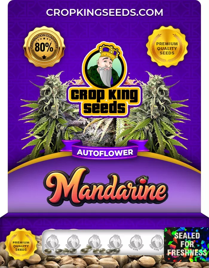 Mandarine Autoflower Marijuana Seeds