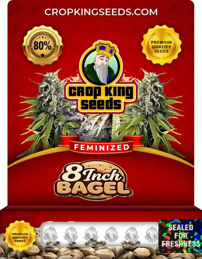 8 Inch Bagel Strain Feminized Marijuana Seeds