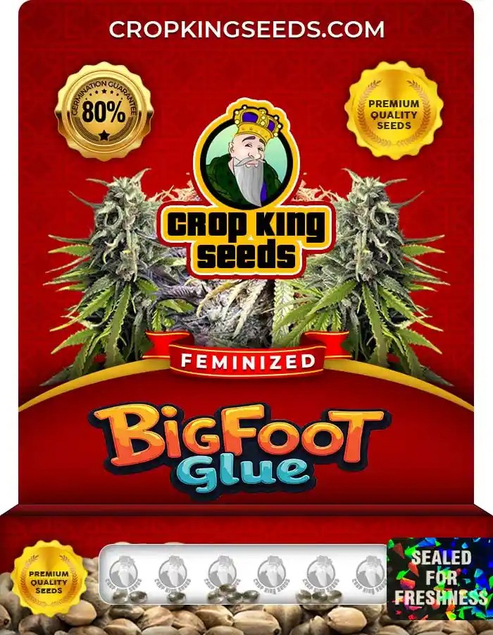 Bigfoot Glue Strain Feminized Marijuana Seeds