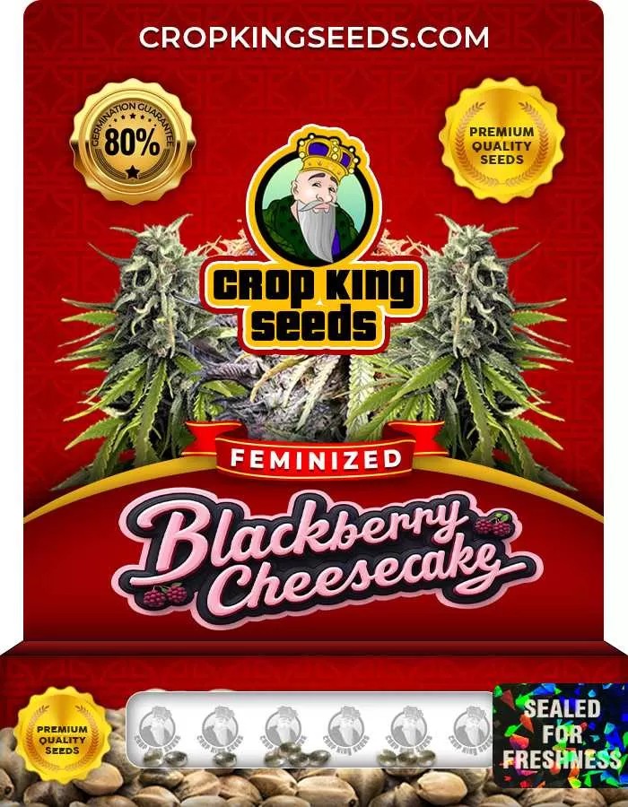Blackberry Cheesecake Strain Feminized Marijuana Seeds