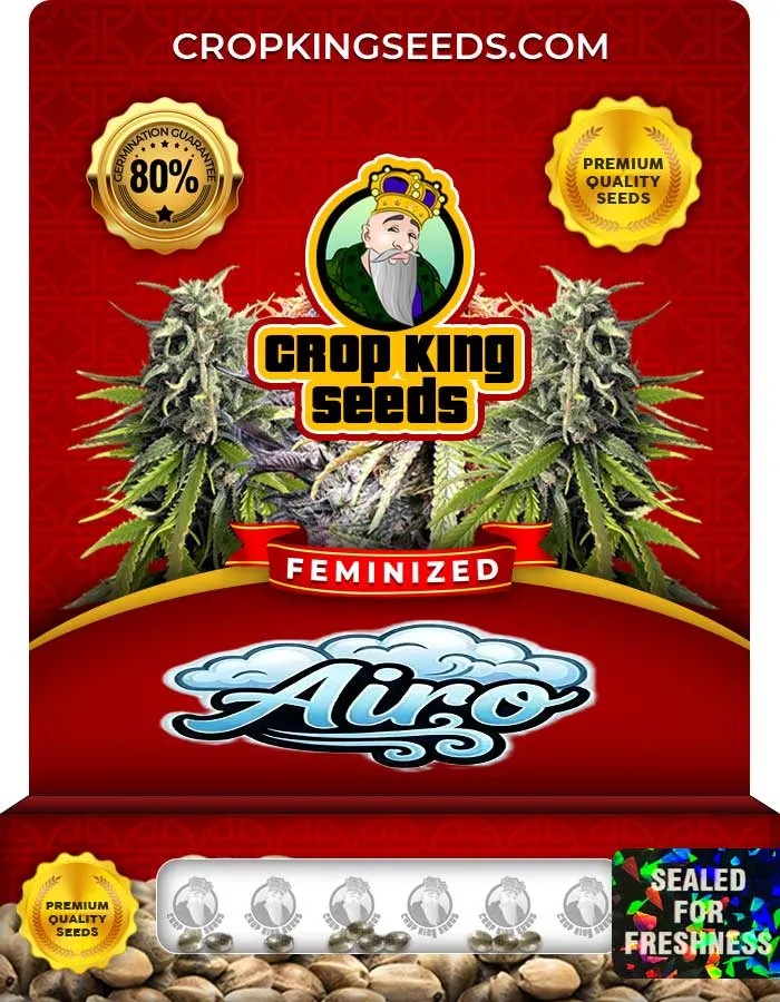 Airo Strain Feminized Seeds