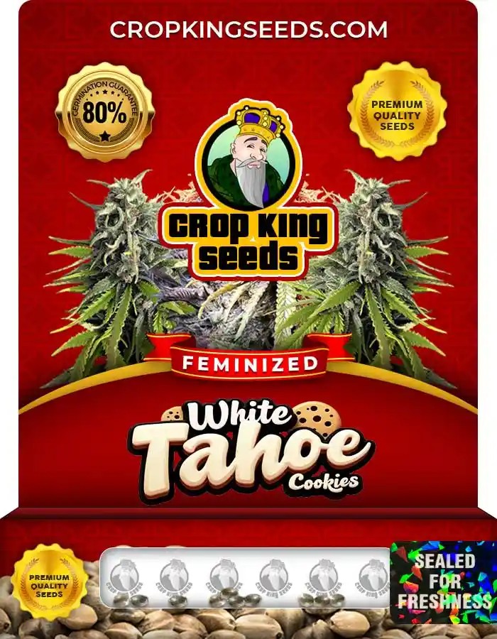 White Tahoe Cookies Strain Feminized Marijuana Seeds