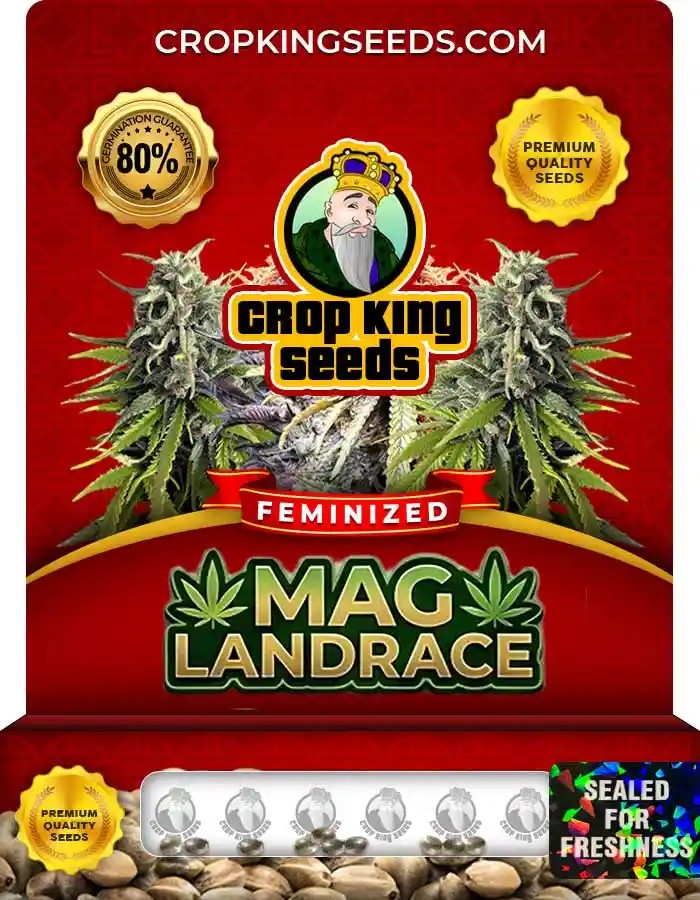 Mag Landrace Feminized Seeds