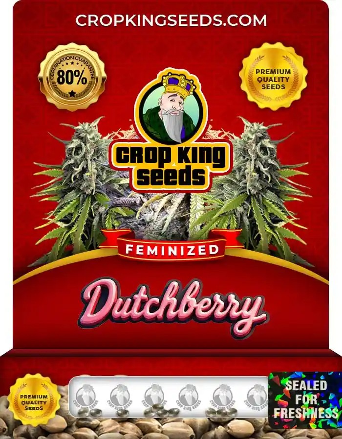 Dutchberry Feminized Seeds