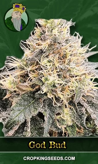 God Bud Strain Regular Marijuana Seeds