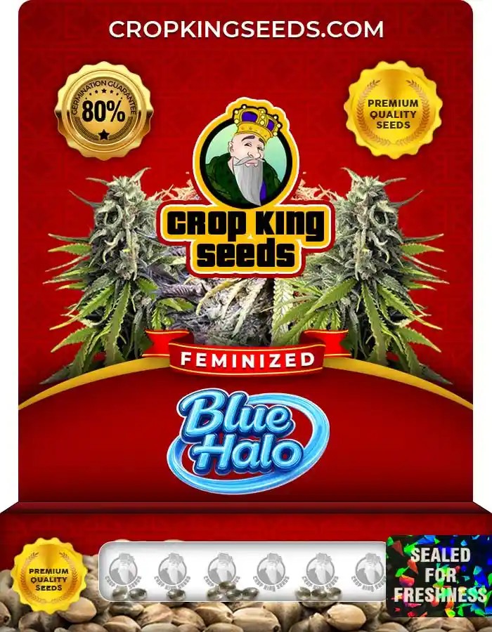Blue Halo Strain Feminized Seeds