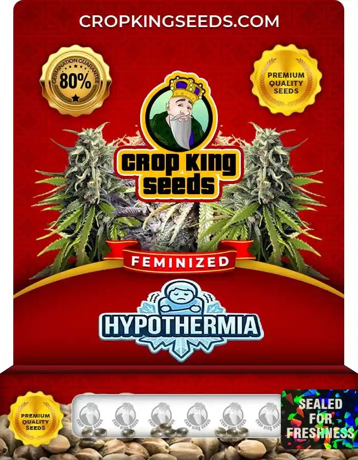 Hypothermia Feminized Seeds