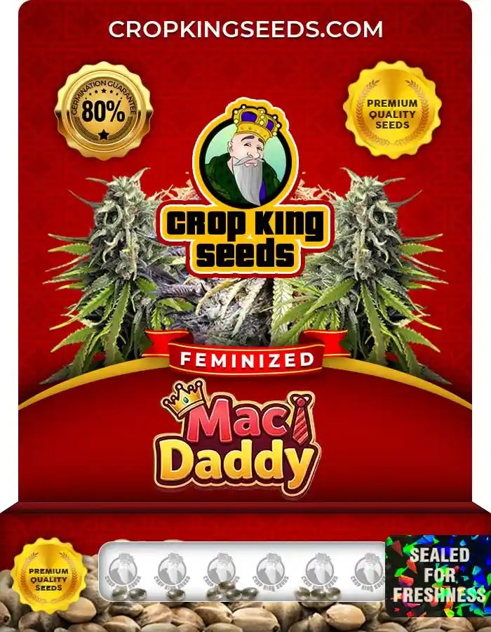Mac Daddy Strain Feminized Marijuana Seeds