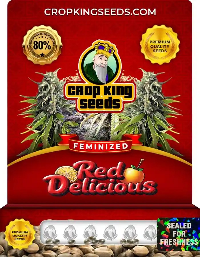 Red Delicious Strain Feminized Marijuana Seeds