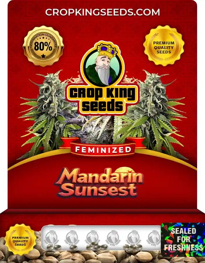 Mandarin Sunset Strain Feminized Marijuana Seeds
