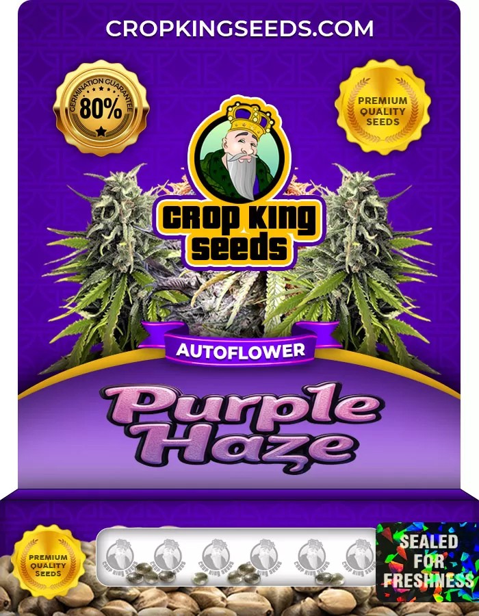Purple Haze Autoflower Marijuana Seeds
