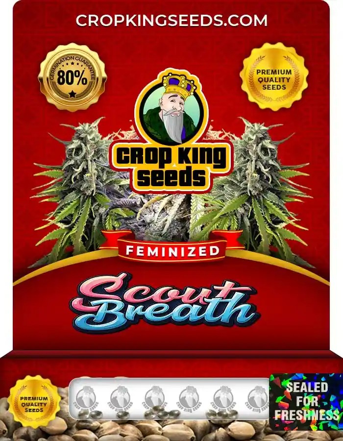 Scout Breath Feminized Seeds