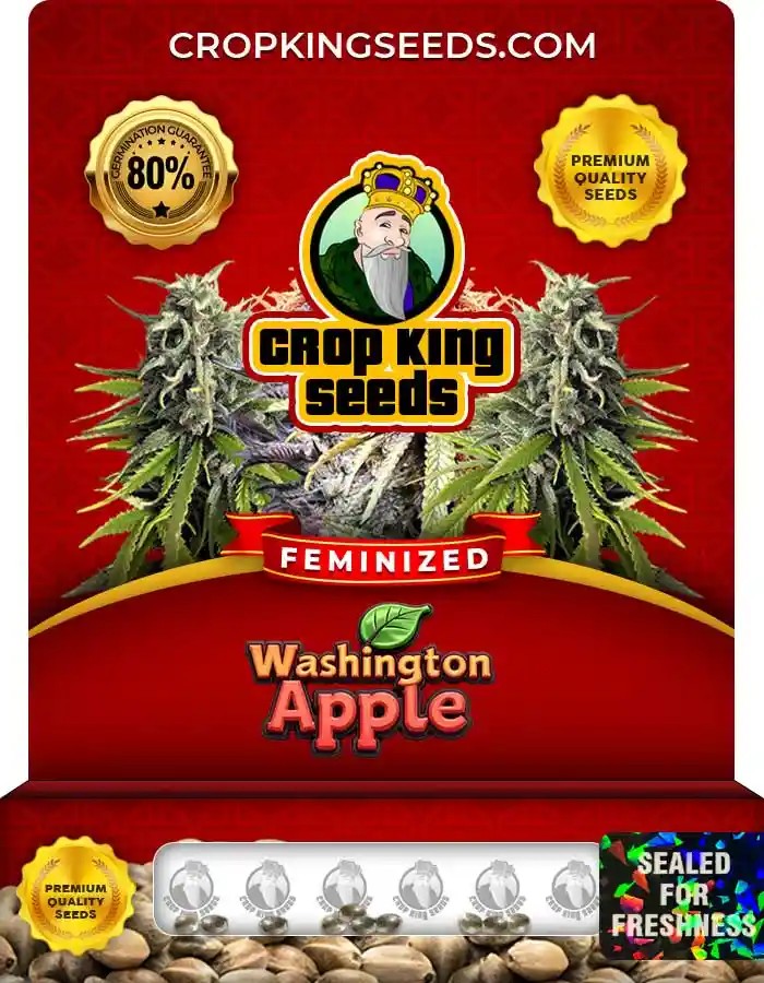 Washington Apple Strain Feminized Marijuana Seeds