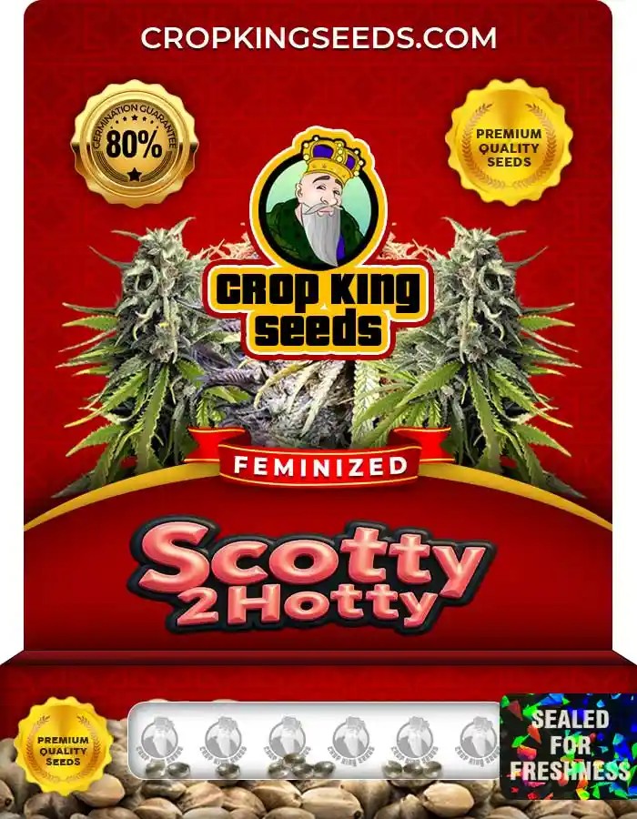 Scotty 2 Hotty Strain Feminized Marijuana Seeds