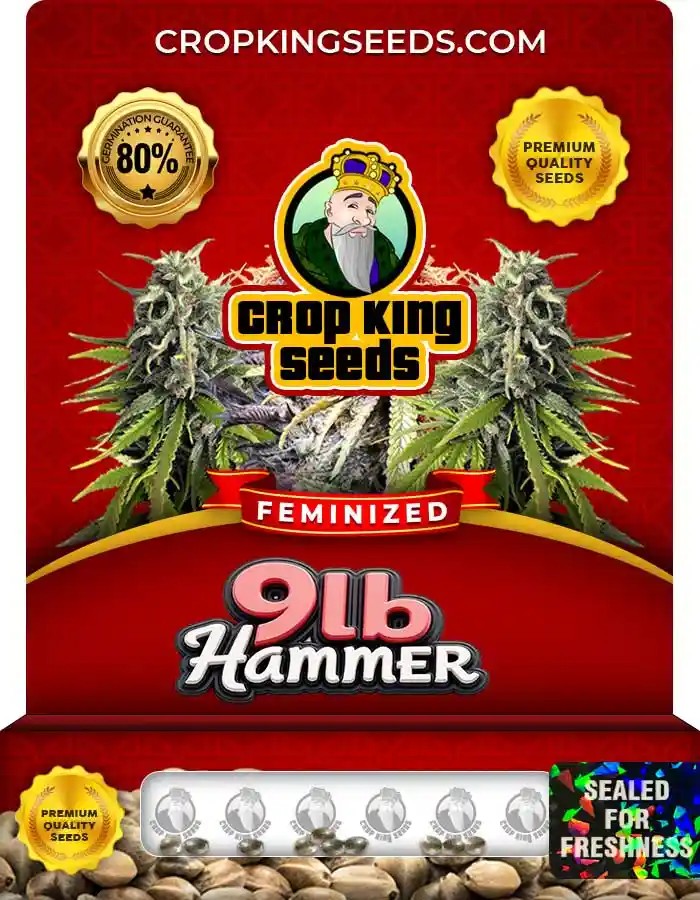 9lb Hammer Strain Feminized Marijuana Seeds