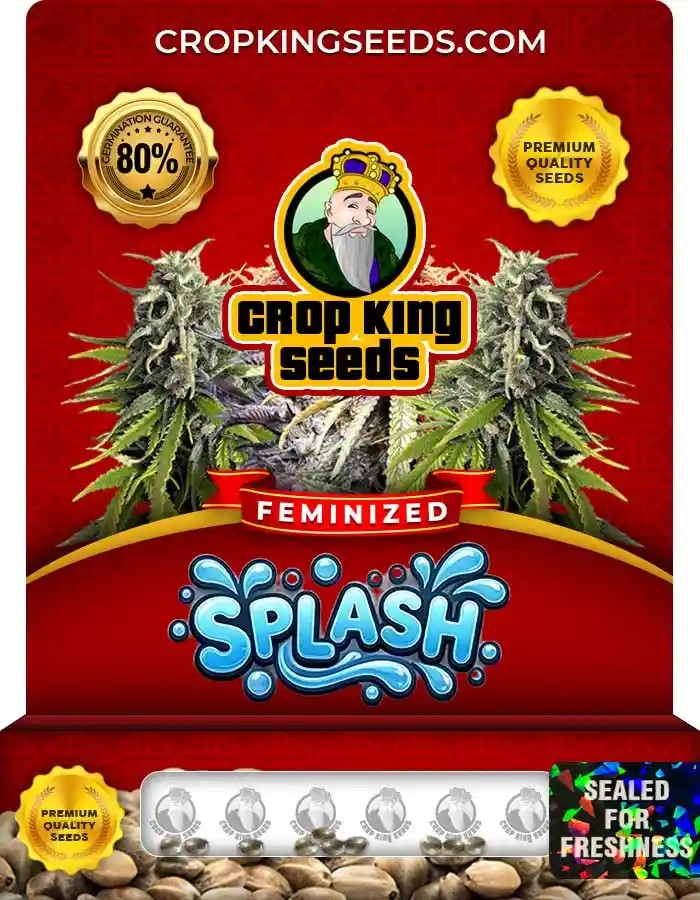 Splash Feminized Seeds