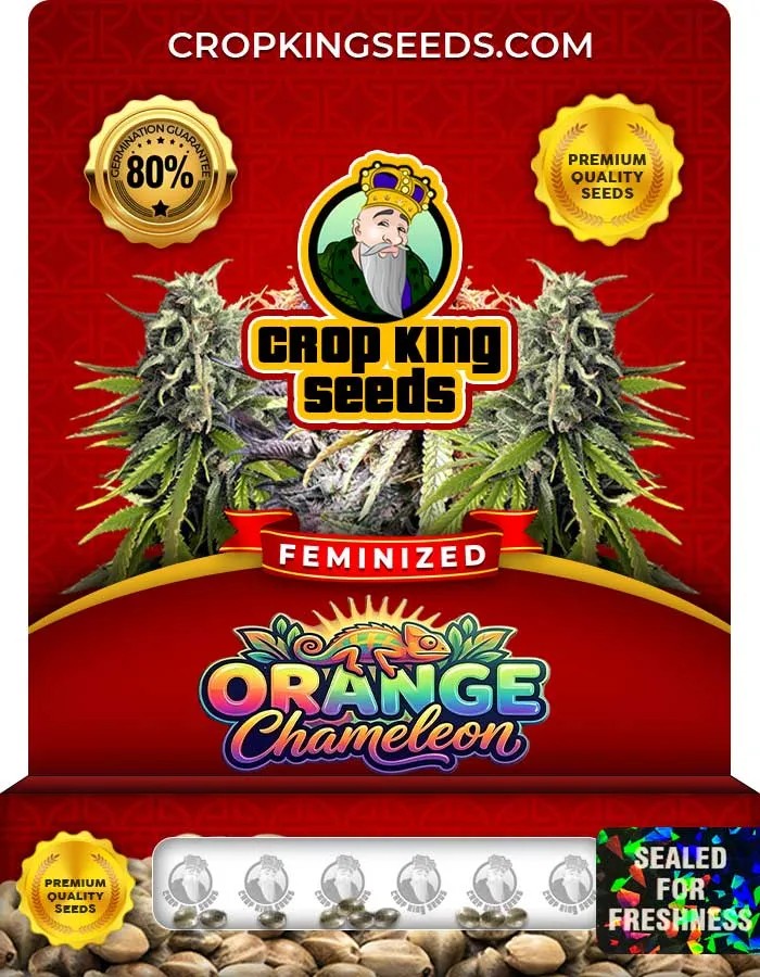 Orange Chameleon Strain Feminized Seeds