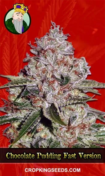 Chocolate Pudding Strain Feminized Fast Version Marijuana Seeds