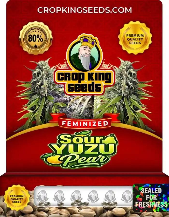 Sour Yuzu Pear Strain Feminized Seeds