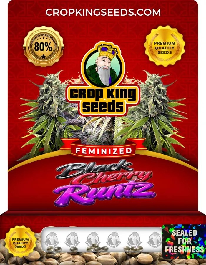 Black Cherry Runtz Strain Feminized Seeds