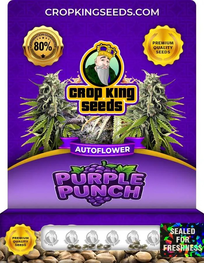Purple Punch Autoflower Seeds