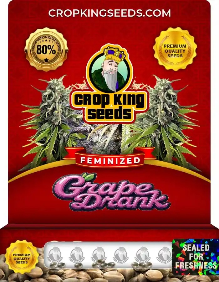 Grape Drank Feminized Seeds