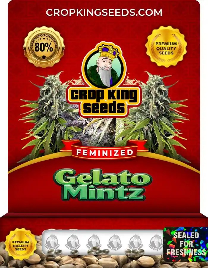 Gelato Mintz Strain Feminized Marijuana Seeds