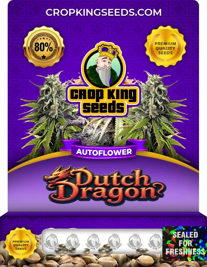 Dutch Dragon Autoflower Marijuana Seeds