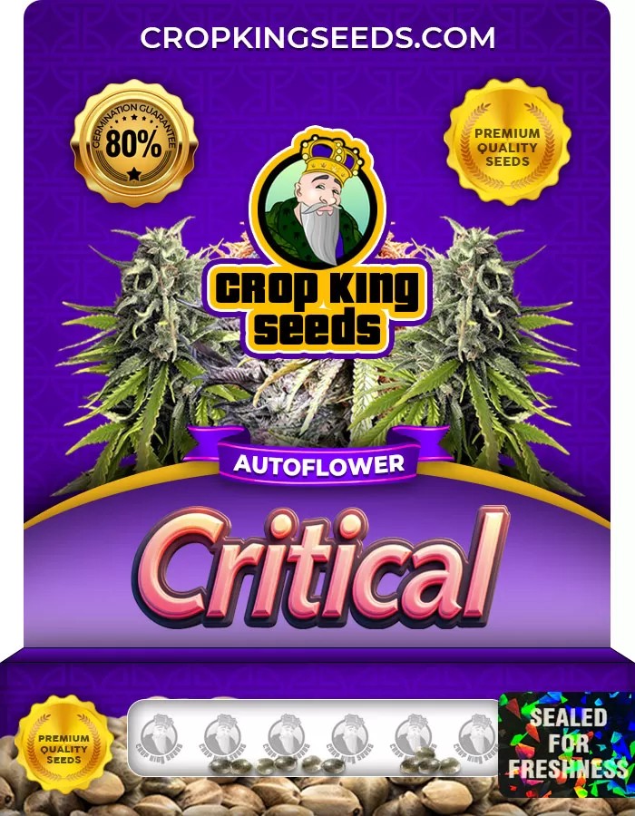 Critical Autoflower Marijuana Seeds