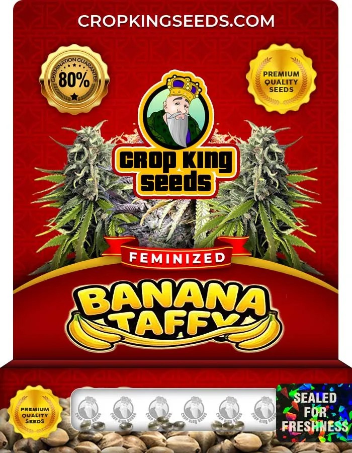 Banana Taffy Strain Feminized Seeds