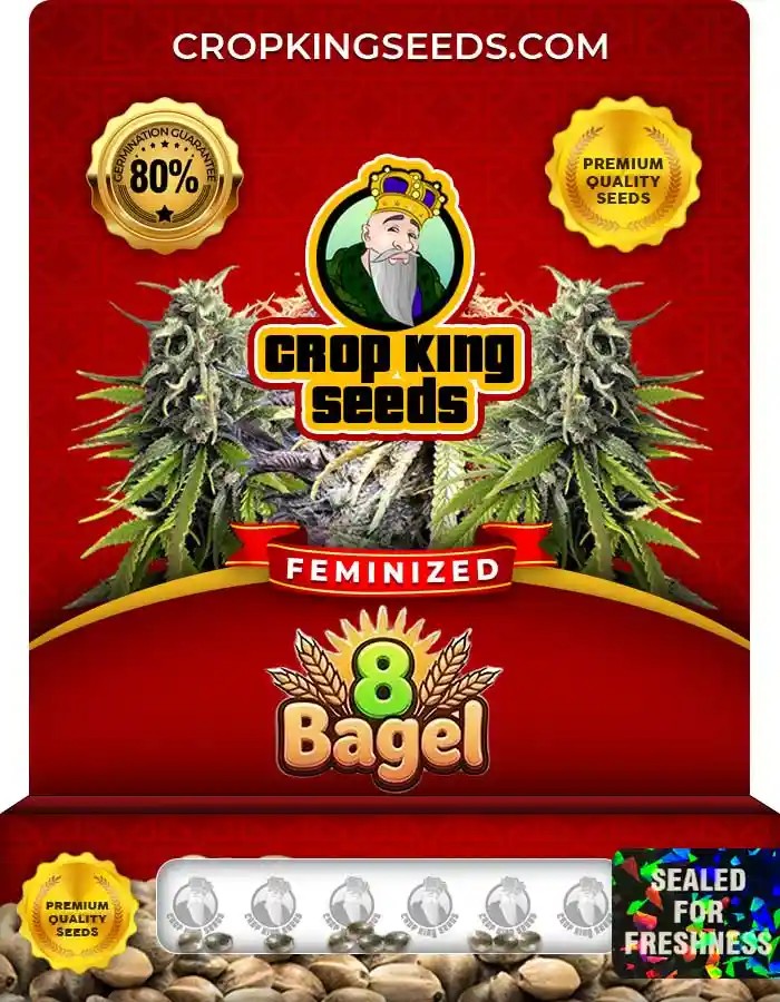 8 Bagel Strain Feminized Marijuana Seeds