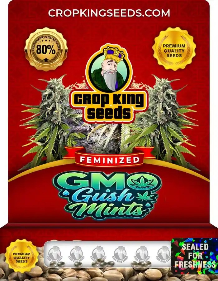 GMO Gush Mints Strain Feminized Seeds